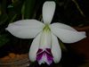 Laelia pumila oculata imperathris